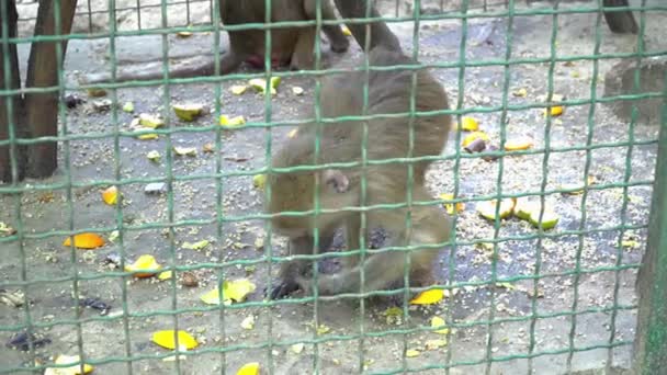 Mono esponjoso caminando y comiendo en la jaula en el zoológico — Vídeos de Stock