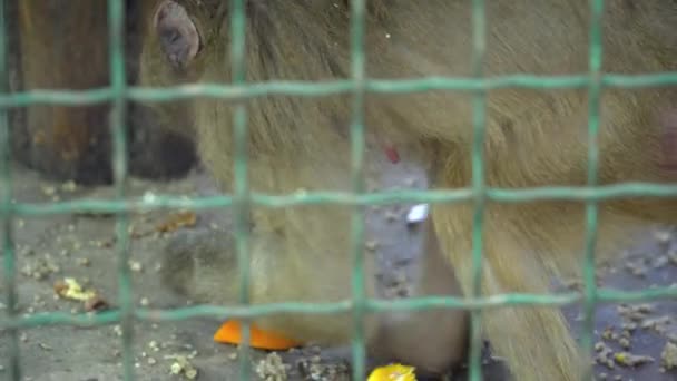 Крупный план обезьяны в зоопарке в клетке — стоковое видео