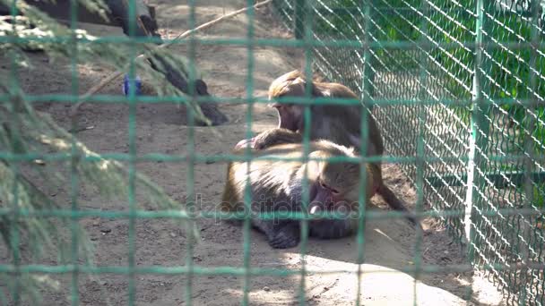 Zwei Affen spielen im Käfig im Zoo — Stockvideo