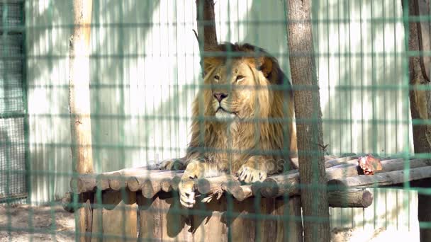 Beautiful lion laying in the cage — Stock Video