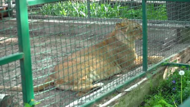 Львица отдыхает в клетке под открытым небом в зоопарке — стоковое видео