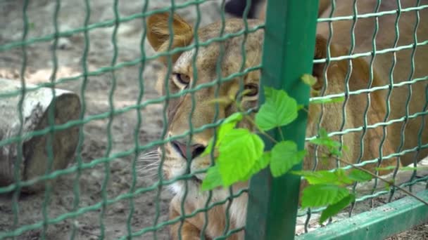 Leoa descansando em sua gaiola ao ar livre no zoológico close-up — Vídeo de Stock
