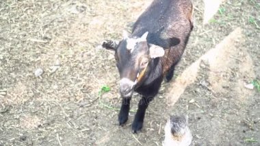 Küçük bebek keçi hayvanat bahçesinde yürüyüş