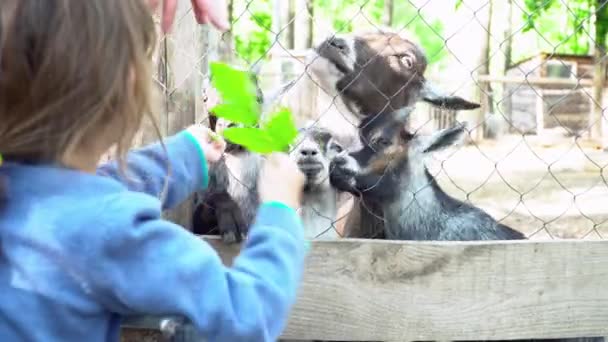 A little baby girl feeding the goats in the zoo — Stock Video