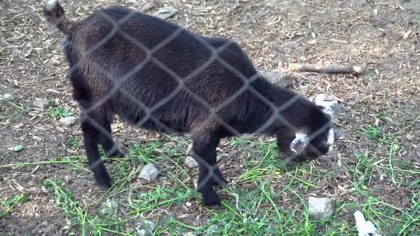 Petit bébé chèvre noire mangeant dans le zoo 