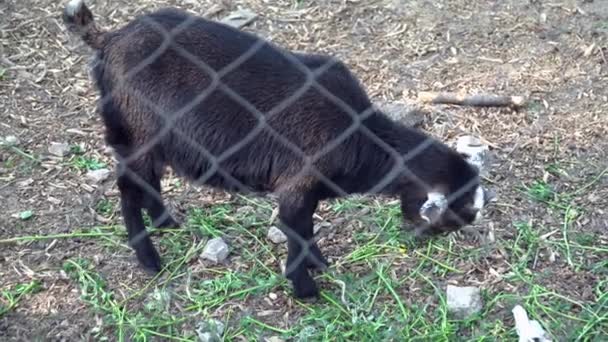 Bebé pequeño cabra negra comiendo en el zoológico — Vídeos de Stock