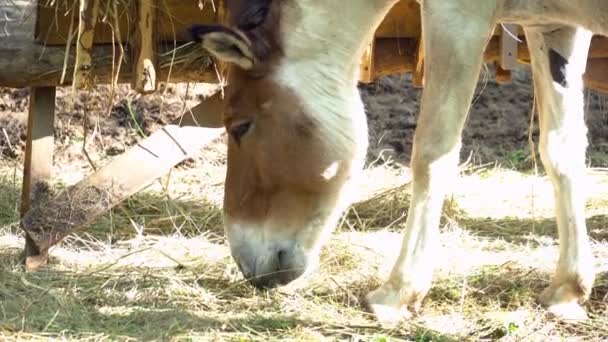 Konik Horse Foal Grazing and Eating — Stock Video