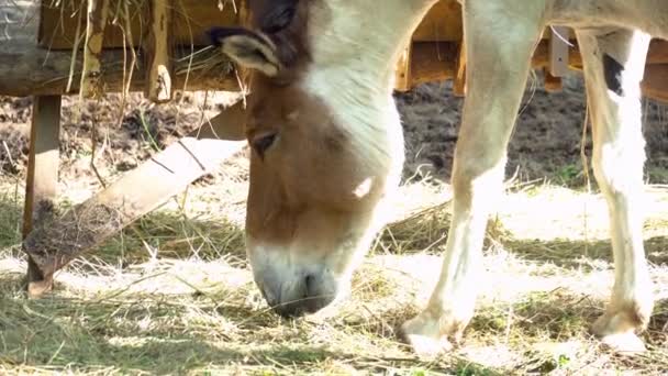 Pasoucí se koně Konik hříbě a jíst — Stock video