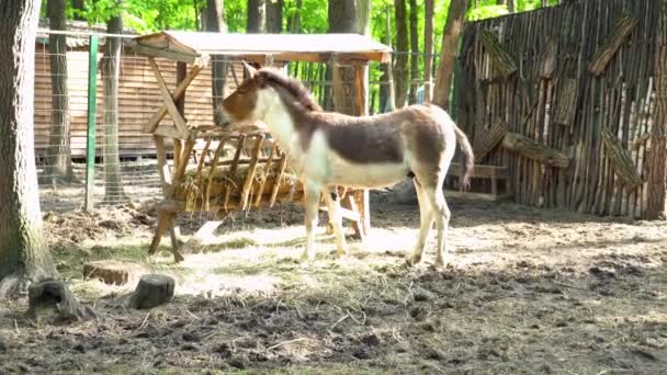 Wypas Foal koń konik i jedzenie — Wideo stockowe