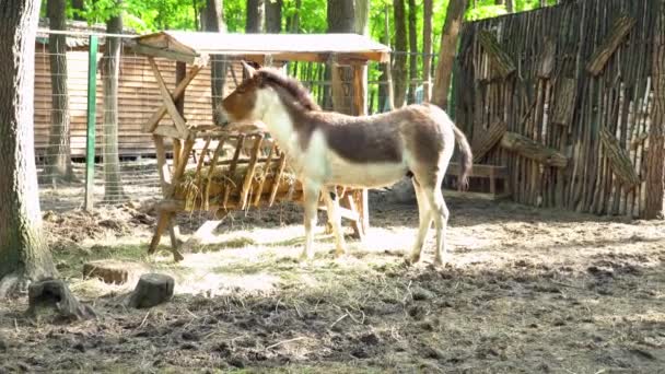 Konik cavallo puledro pascolo e mangiare — Video Stock