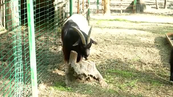 Chèvre aux cornes mangeant dans la cage du zoo — Video