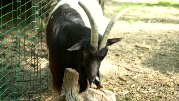 Chèvre avec des cornes mangeant dans la cage dans le zoo gros plan 