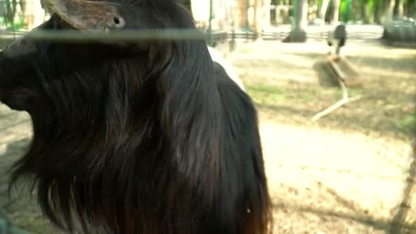 Primer plano de la cabra con cuernos comiendo en la jaula del zoológico — Vídeo de stock