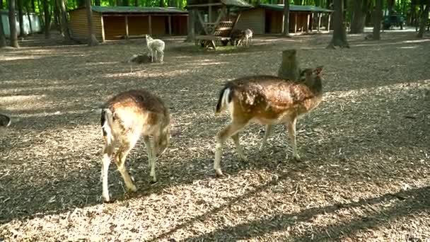 Cervi che camminano in gabbia nello zoo — Video Stock