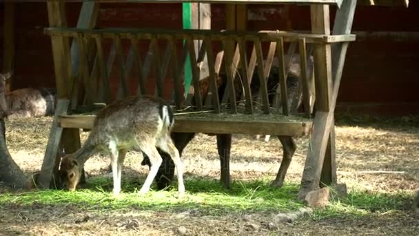 Herten eten in de kooi in de dierentuin — Stockvideo