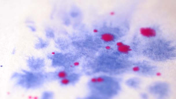 Close-up van blauwe en roze druppels waterverf op het papier slow motion — Stockvideo