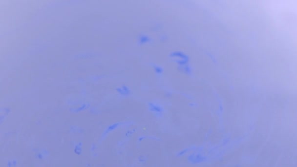 Cor azul pouting em água azul closeup câmera lenta, macro — Vídeo de Stock