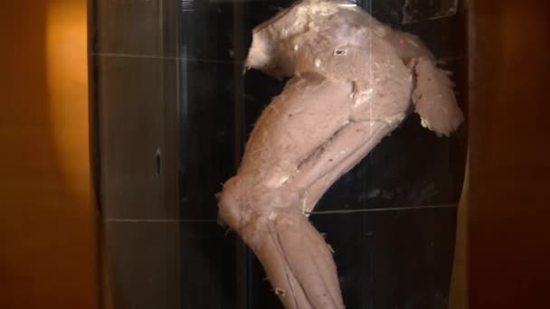 Clodeup des enfants jambe dans le bocal dans le musée de l'anatomie — Video