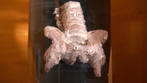 Маскировка человеческого органа в музее анатомии — стоковое видео