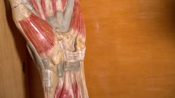 Закриття людського органу в музеї анатомії — стокове відео