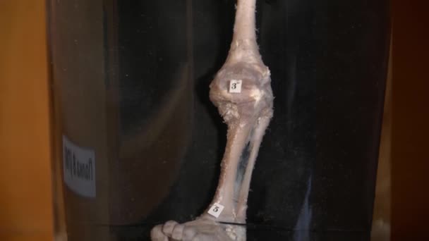 Маскировка человеческого органа в музее анатомии — стоковое видео