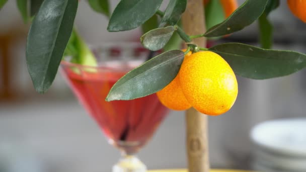 Cocktailglas in der Nähe der Mandarinenbäume Nahaufnahme — Stockvideo
