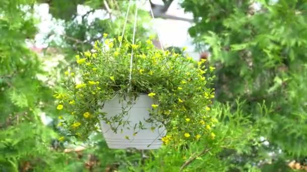 Närbild av gula blommor i sommarrestaurangen — Stockvideo