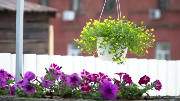 Închiderea florilor galbene și violete în restaurantul de vară — Videoclip de stoc