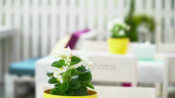 美丽的花朵在壶中的夏季餐厅的特写 — 图库视频影像