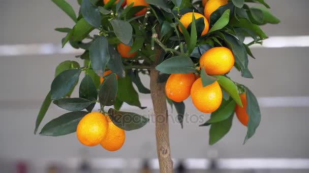 Primer plano del árbol de mandarina en el restaurante — Vídeos de Stock