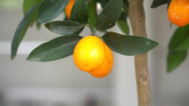 Closeup of tangerine in the restaurant — Stock Video