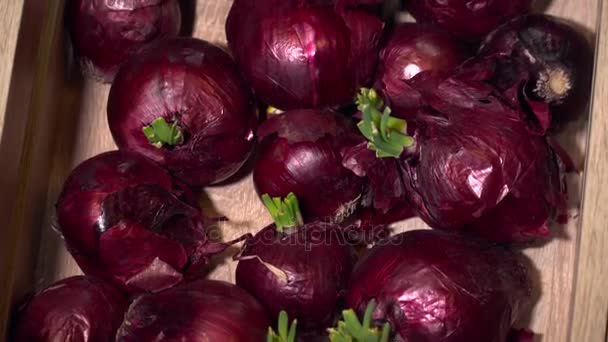 Nahaufnahme der Zwiebel in der Holzkiste — Stockvideo