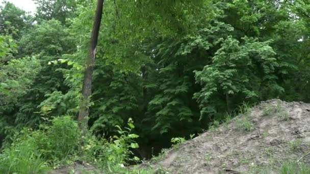 Jinete de la suciedad haciendo trucos geniales en bicicleta en el bosque verde cámara lenta — Vídeos de Stock