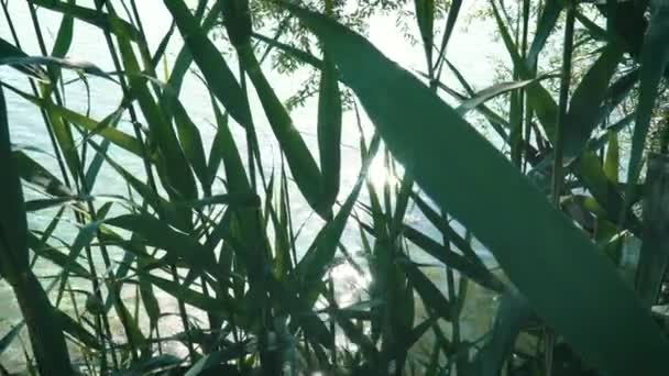 Agua en el lago brillando entre la hierba — Vídeo de stock