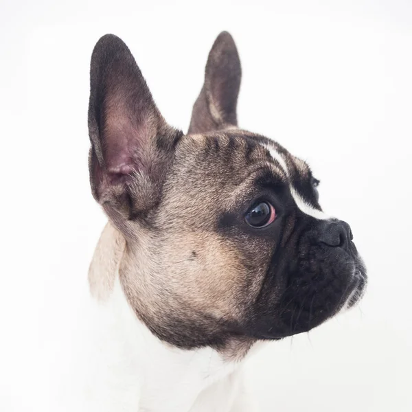 Fransız bulldog köpek yavrusu, baş