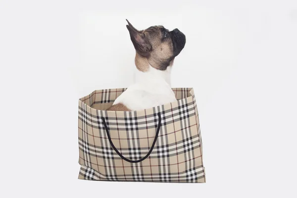 Французский бульдог щенок, внутри сумки — стоковое фото