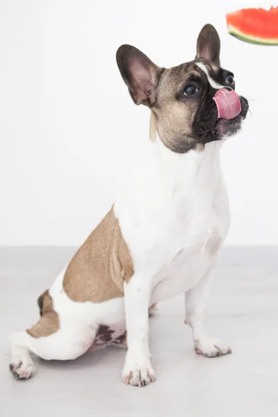 Fransız bulldog köpek yavrusu, açgözlü, dil, karpuz