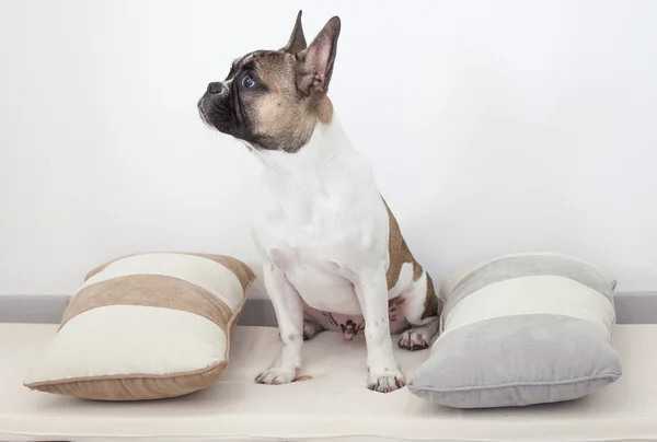 Fransız bulldog köpek yavrusu, yastıklar arasında oturan