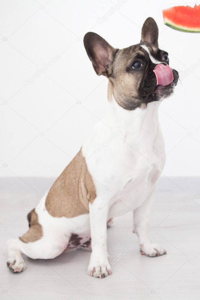 French bulldog puppy, greedy, language, watermelon