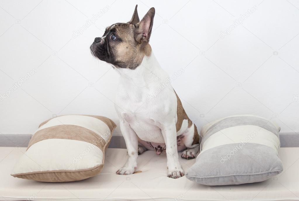 French bulldog puppy, sitting between the pillows