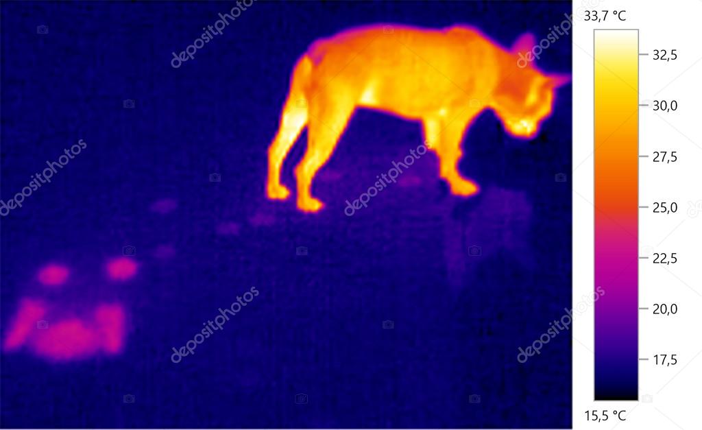  image photo thermal,  french bulldog