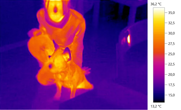 Image photo thermal,  french bulldog with person — Stock Photo, Image