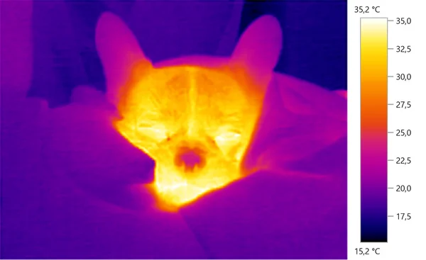 Foto de la imagen termal, bulldog francés, perro, escala de color —  Fotos de Stock