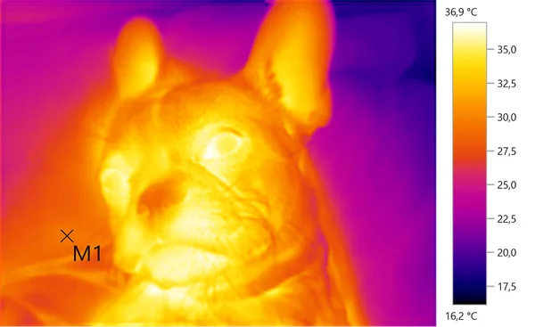  resim fotoğraf termal, Fransız buldozer, köpek, renk ölçeği