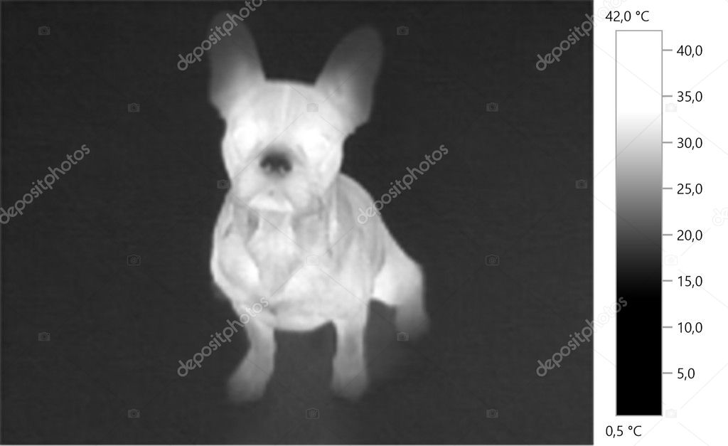  image photo thermal,  french bulldog