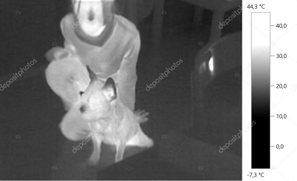  image photo thermal,  french bulldog with person