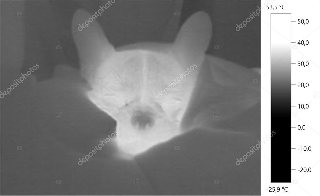  image photo thermal, french bulldog, dog, grayscale