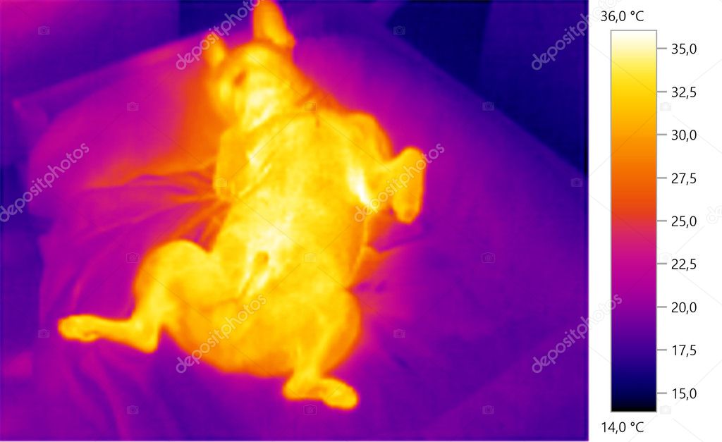  image photo thermal, french bulldog, dog, color scale