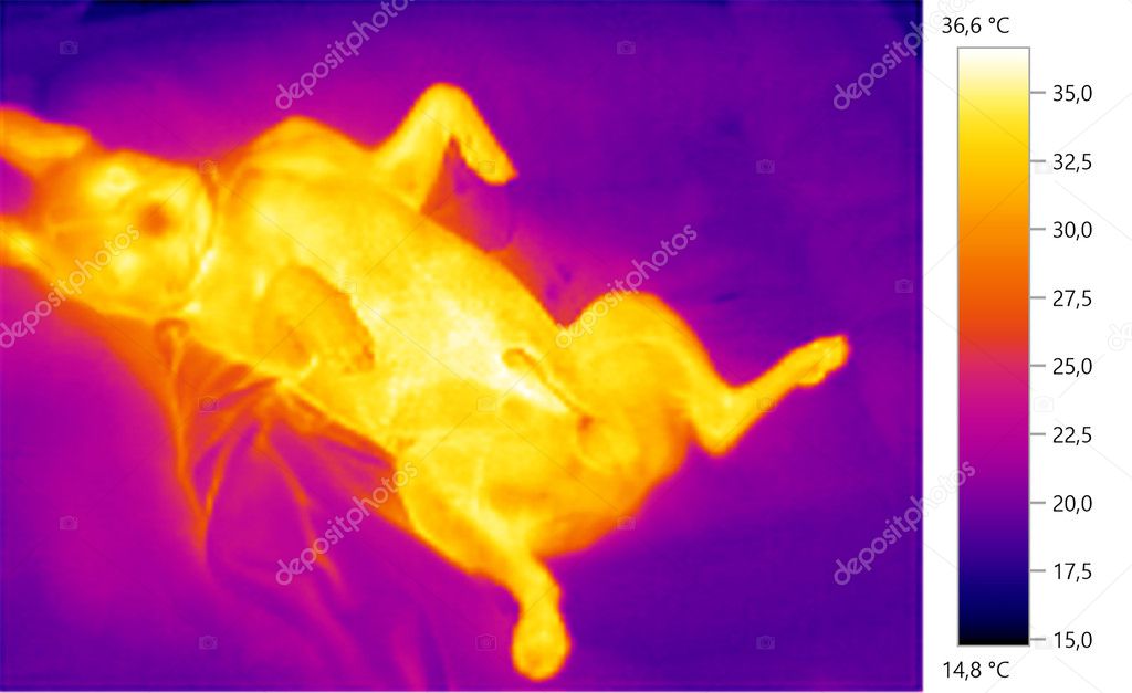  image photo thermal, french bulldog, dog, color scale