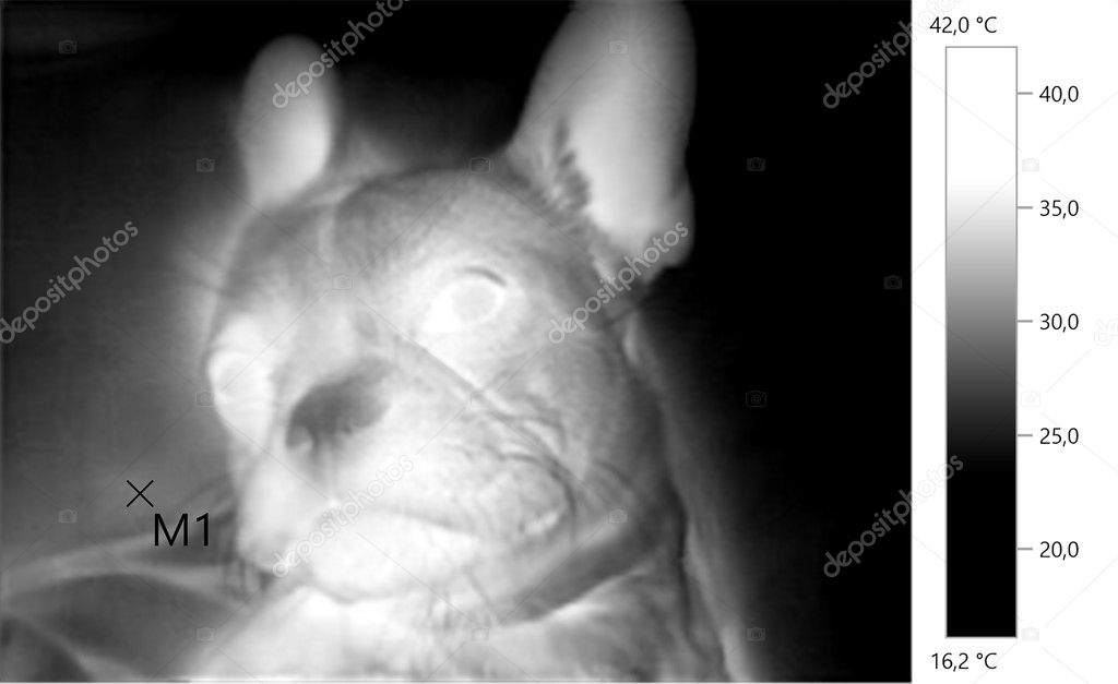  image photo thermal, french bulldog, dog, grayscale